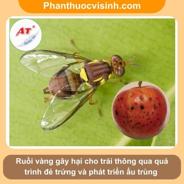 Hướng dẫn cách phòng trừ ruồi vàng hại táo hiệu quả, an toàn
