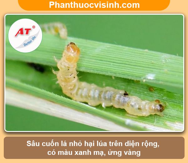 Các loại sâu bệnh hại lúa thường gặp & Biện pháp phòng trừ