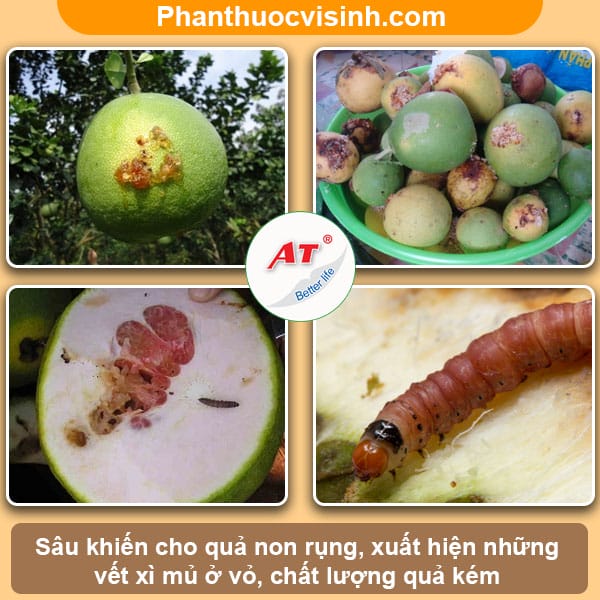 Biện pháp phòng trừ sâu đục trái bưởi nhanh chóng & hiệu quả 3 Biện pháp phòng trừ sâu đục trái bưởi nhanh chóng & hiệu quả