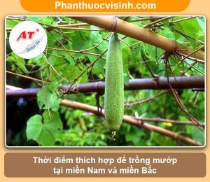 Trồng mướp vào tháng mấy thích hợp? Trái trĩu cành, sai quả