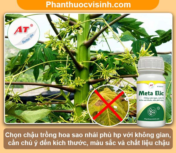 Đu đủ bị vàng lá nguyên nhân do đâu và cách phòng trừ