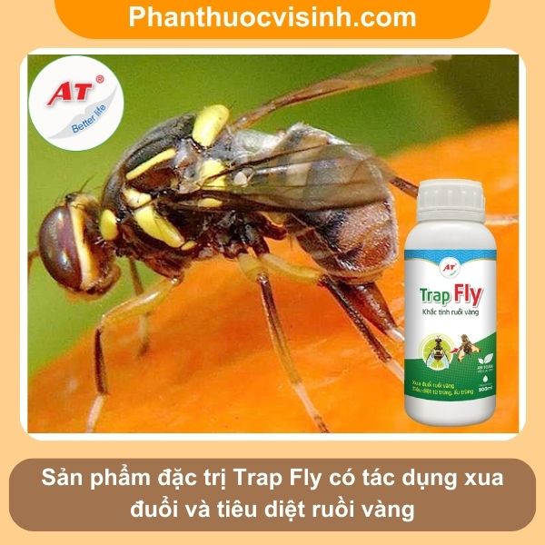 Hướng dẫn cách phòng trừ ruồi vàng hại táo hiệu quả, an toàn