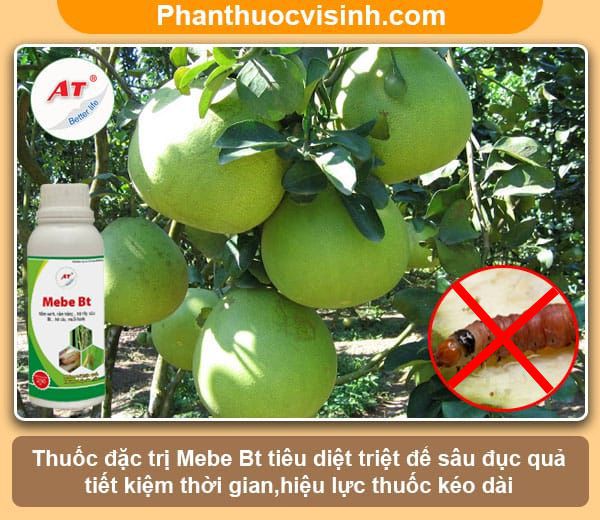 Biện pháp phòng trừ sâu đục trái bưởi nhanh chóng & hiệu quả 4 Biện pháp phòng trừ sâu đục trái bưởi nhanh chóng & hiệu quả