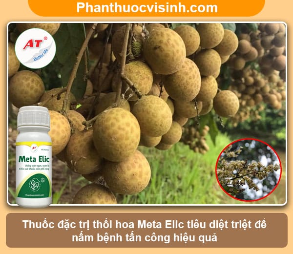 Biện pháp phòng trừ bệnh thối hoa nhãn vải an toàn, hiệu quả