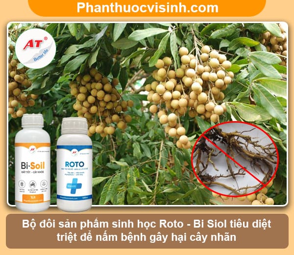 Bệnh thối rễ ở cây nhãn, biện pháp phòng trừ hiệu quả & an toàn
