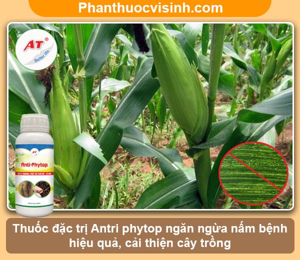 Bệnh sọc lá bắp, biện pháp phòng trừ hiệu quả