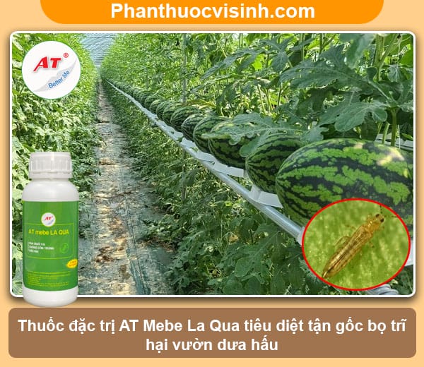 Biện pháp phòng trừ bọ trĩ hại dưa hấu triệt để và an toàn 5 Hướng dẫn cách tiêu diệt bọ trĩ hại dưa hấu tận gốc và an toàn