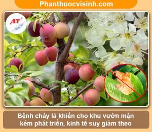 Biện pháp phòng trừ cây mận bị cháy lá, tiết kiệm chi phí