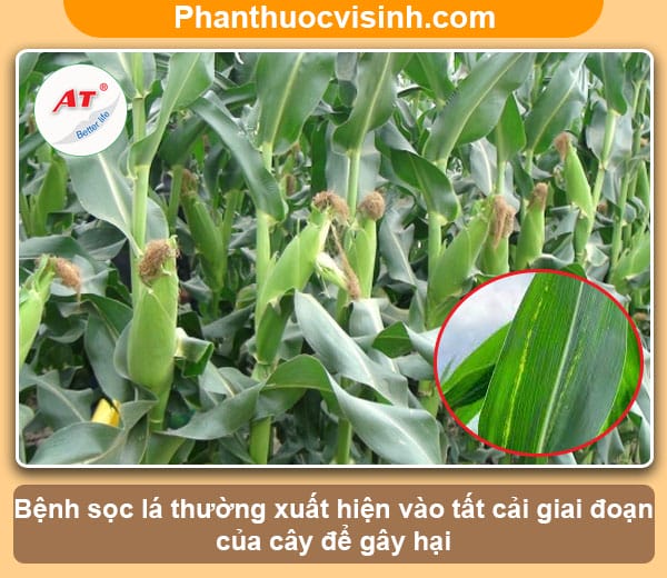Bệnh sọc lá bắp, biện pháp phòng trừ hiệu quả