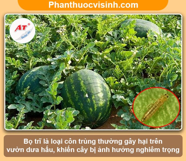 Biện pháp phòng trừ bọ trĩ hại dưa hấu triệt để và an toàn 1 Hướng dẫn cách tiêu diệt bọ trĩ hại dưa hấu tận gốc và an toàn