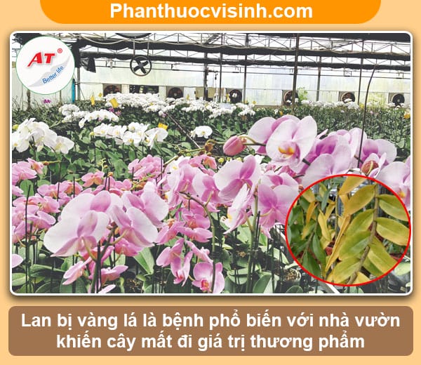 Nguyên nhân và những cách khắc phục lan bị vàng lá 1 Nguyên nhân và cách khắc phục lan bị vàng lá