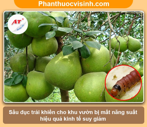 Biện pháp phòng trừ sâu đục trái bưởi nhanh chóng & hiệu quả 1 Biện pháp phòng trừ sâu đục trái bưởi nhanh chóng & hiệu quả