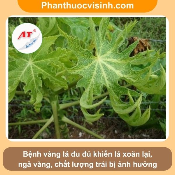 Đu đủ bị vàng lá nguyên nhân do đâu và cách phòng trừ