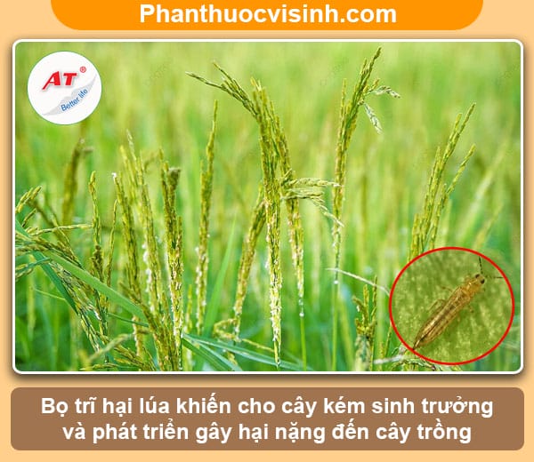 Cách phòng ngừa và chữa trị triệt để bọ trĩ hại lúa