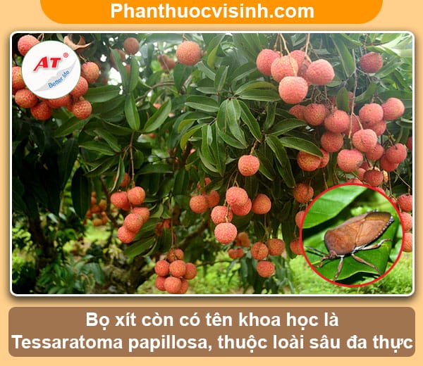 Phòng và diệt bọ xít hại nhãn vải như thế nào?