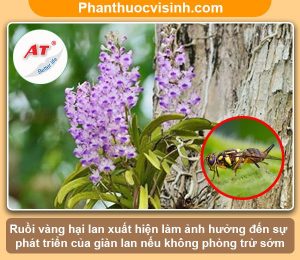 Cách phòng trừ ruồi vàng hại lan đơn giản mà hiệu quả cao