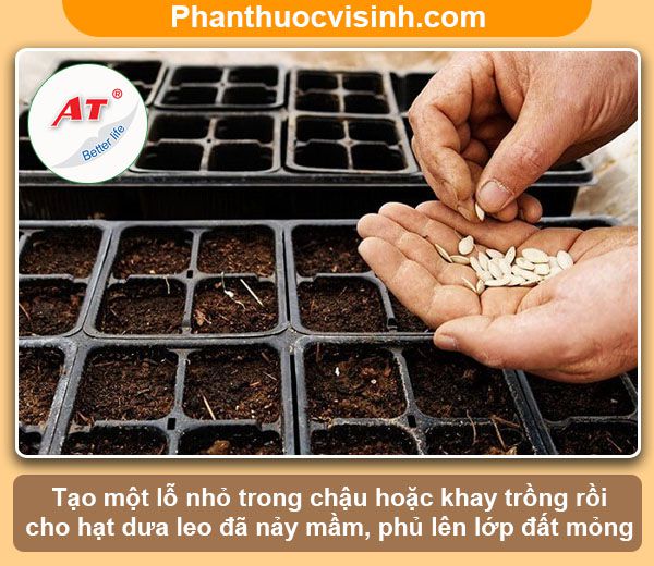 Hướng dẫn cách trồng dưa leo trong chậu tại nhà, sai quả