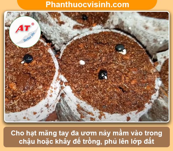 Cách trồng măng tây bằng hạt nảy mầm 100%, lớn nhanh