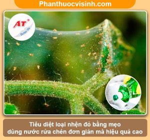 Mẹo trị nhện đỏ bằng nước rửa chén đơn giản nhưng hiệu quả