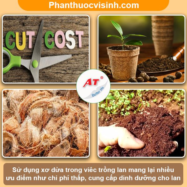 Hướng dẫn cách trồng lan bằng xơ dừa hoa nở rực rỡ, lâu tàn