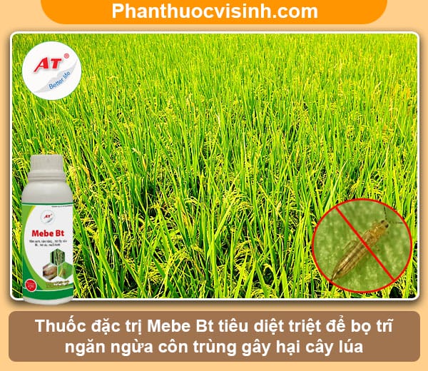 Cách phòng ngừa và chữa trị triệt để bọ trĩ hại lúa