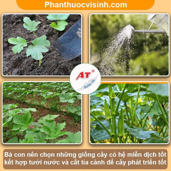 Biện pháp phòng trừ rầy xanh hại đậu bắp an toàn & hiệu quả