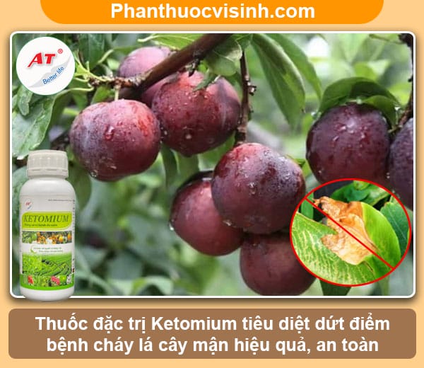 Biện pháp phòng trừ cây mận bị cháy lá, tiết kiệm chi phí