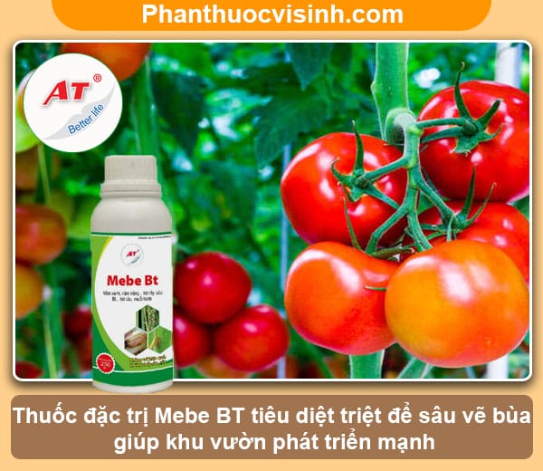 Nhận biết và Cách phòng trừ sâu vẽ bùa cà chua hiệu quả