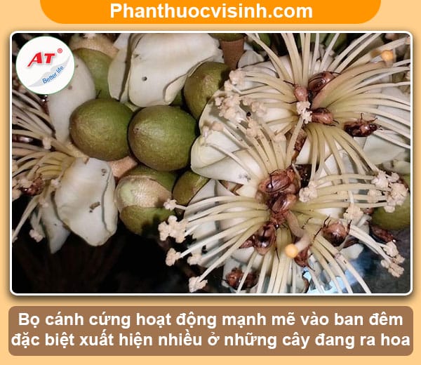 Biện pháp phòng trừ bọ cánh cứng hại sầu riêng