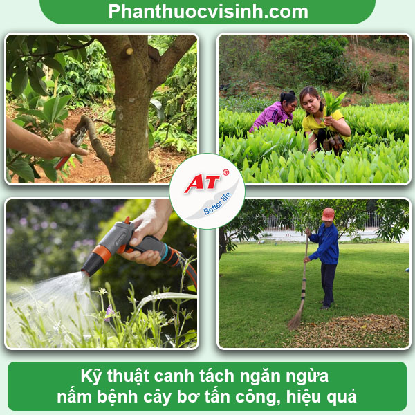 Bệnh thán thư trên cây bơ nguyên nhân do đâu & Cách phòng trị 3 Bệnh thán thư trên cây bơ nguyên nhân do đâu & Cách phòng trị