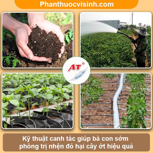 Nhận biết và phòng trừ nhện đỏ hại ớt hiệu quả