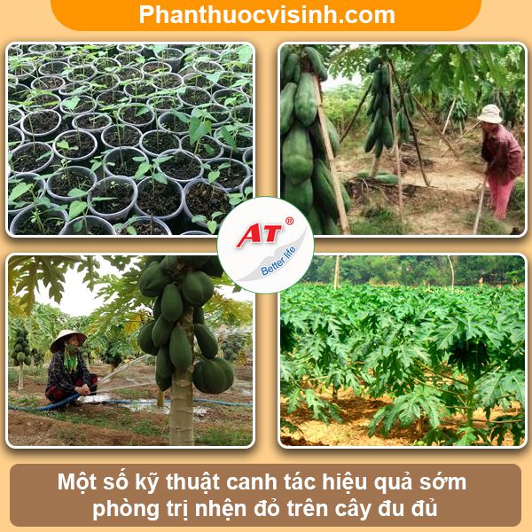 Nhận biết và phòng trừ nhện đỏ hại đu đủ hiệu quả