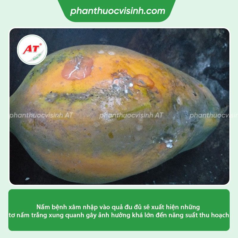 Bệnh thán thư hại đu đủ nguyên nhân do đâu & Cách phòng trị