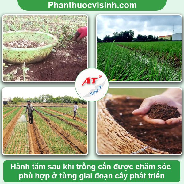 Cách trồng hành tăm tại nhà, xanh lá, đứng cây, mau thu hoạch 3 Cách trồng hành tăm tại nhà, xanh lá, đứng cây, mau thu hoạch