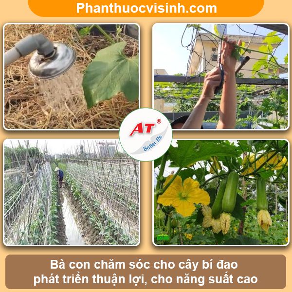 Hướng dẫn cách trồng bí đao tại nhà năng suất cao