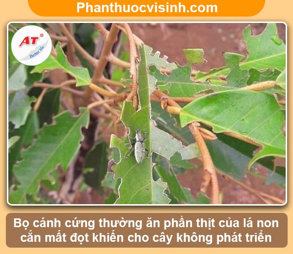 Biện pháp phòng trừ bọ cánh cứng hại sầu riêng