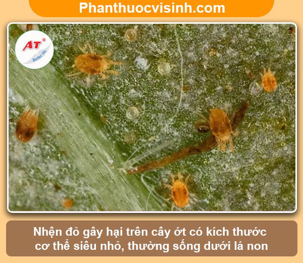Nhận biết và phòng trừ nhện đỏ hại ớt hiệu quả
