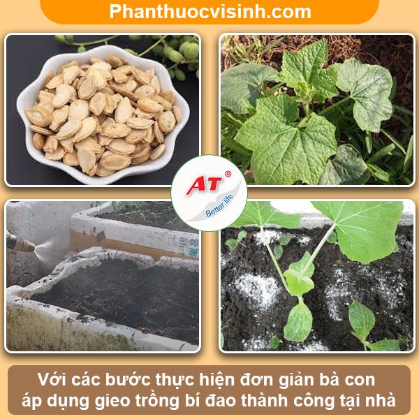 Hướng dẫn cách trồng bí đao tại nhà năng suất cao