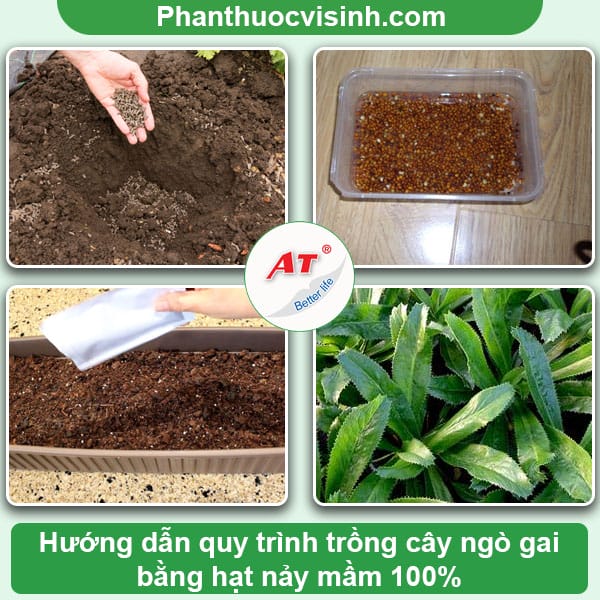 Cách trồng ngò gai đơn giản tại nhà, 100% nảy mầm xanh tốt