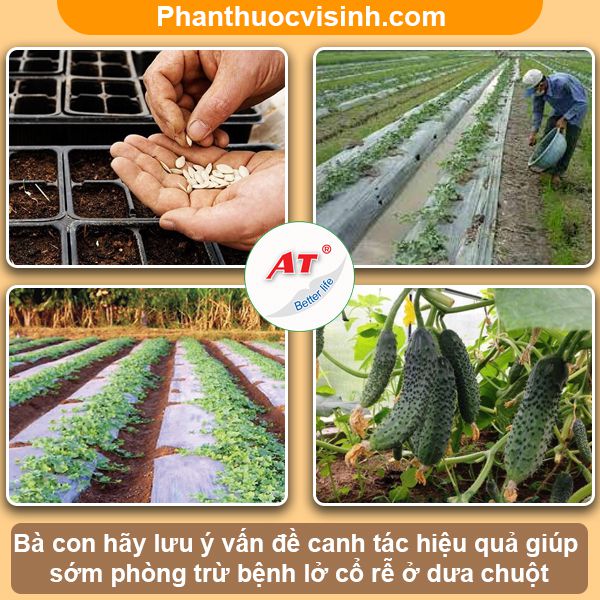 Phòng trừ bệnh lở cổ rễ ở dưa chuột hiệu quả, an toàn