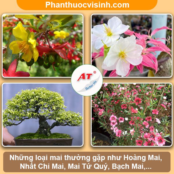 Ý nghĩa cây mai ngày tết trong phong thủy và cuộc sống