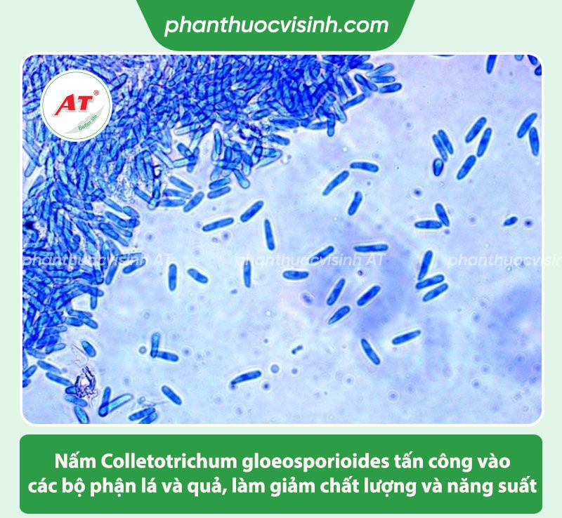 Bệnh thán thư hại đu đủ nguyên nhân do đâu & Cách phòng trị