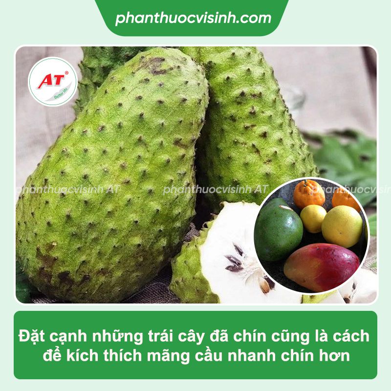 Cách ủ mãng cầu gai nhanh chín tại nhà, không dùng hóa chất