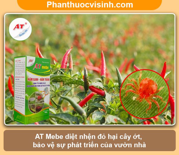 Nhận biết và phòng trừ nhện đỏ hại ớt hiệu quả