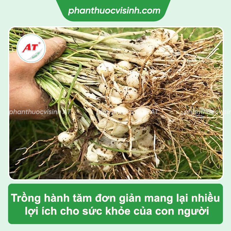 Cách trồng hành tăm tại nhà, xanh lá, đứng cây, mau thu hoạch 1 Cách trồng hành tăm tại nhà, xanh lá, đứng cây, mau thu hoạch