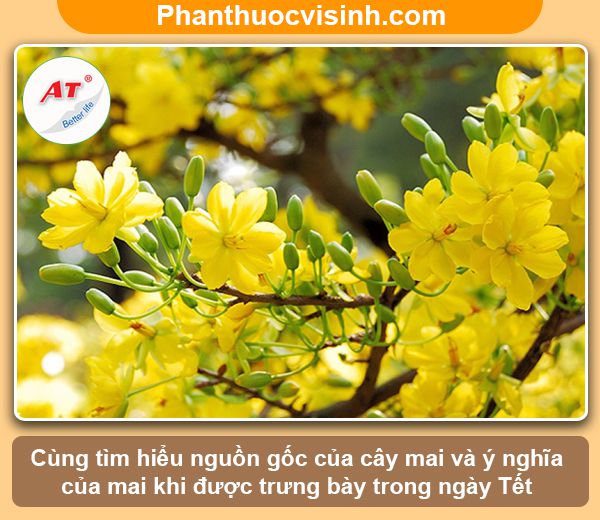 Ý nghĩa cây mai ngày tết trong phong thủy và cuộc sống