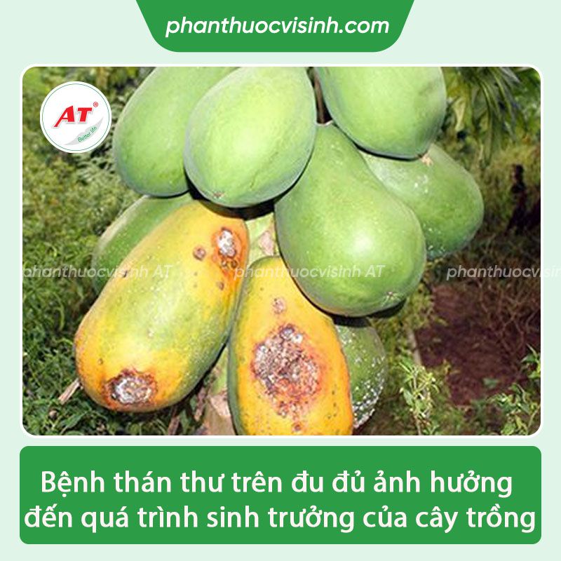 Bệnh thán thư hại đu đủ nguyên nhân do đâu & Cách phòng trị