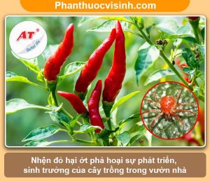 Nhận biết và phòng trừ nhện đỏ hại ớt hiệu quả
