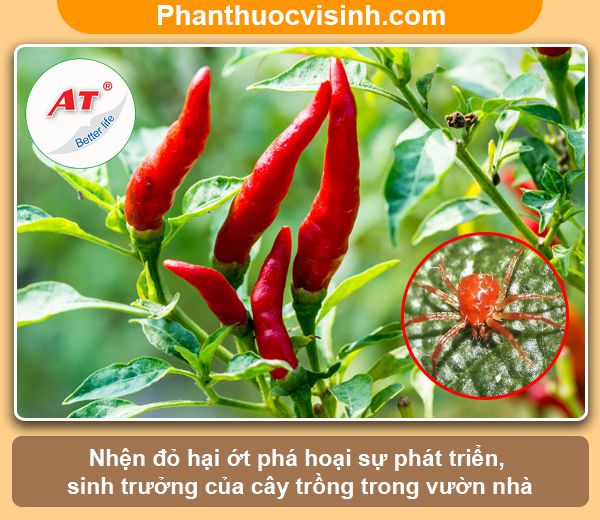 Nhận biết và phòng trừ nhện đỏ hại ớt hiệu quả