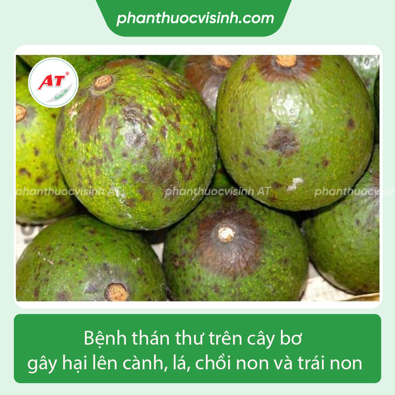 Bệnh thán thư trên cây bơ nguyên nhân do đâu & Cách phòng trị